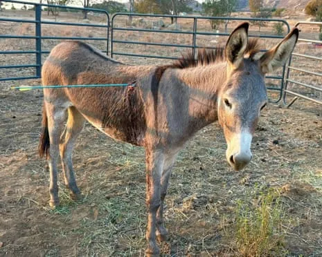 Wild Ass Healing Following Recent Bow Assault on Free-Roaming Asses in the Golden State