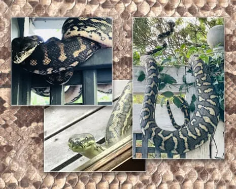 Welcoming the Reptiles in the Roof: A Journey from Fear to Admiration